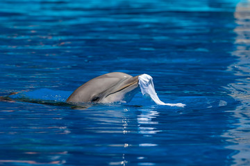 Obraz premium beautiful dolphin swimming in blue water, copy space for text or design work.