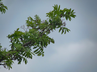 Green leaves on blue sky