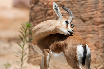 Male Arabian sand gazelle (Gazella marica),