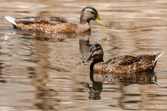 Two female mallard duck (Anas platyrhynchos) swimming in a Lake close up, copy space for text or design work.