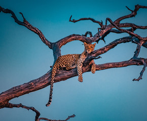 Young leopard resting on the tree in Chobe National Park