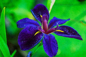 Iris Sibirica - Garden plant with magnificent flowers.