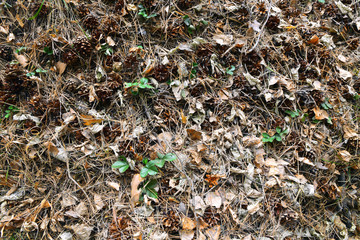 Forest background of dry leaves, cones and pine needles