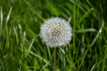 Dandelion