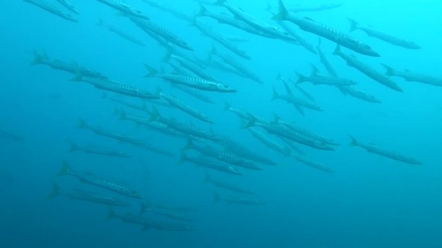 A huge flock of barracuda fish on blue backround of whater