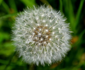 Fototapeta premium Dandelion
