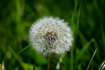 Dandelion