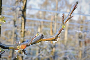  With an ice layer prevent the fruit blossom from freezing.