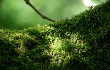 Mossy
