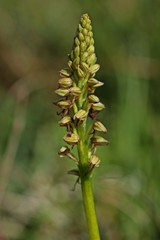 Ohnhorn (Aceras anthropophorum).