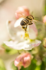 Blossoming apple tree garden in spring with bee