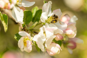 Blossoming apple tree garden in spring with bee