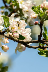 Blossoming apple tree garden in spring with bee