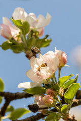 Obraz premium Blossoming apple tree garden in spring with bee