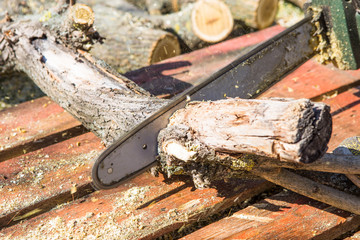 Man sawing a tree with a chainsaw. Removes forest plantations from old trees, prepares firewood.
