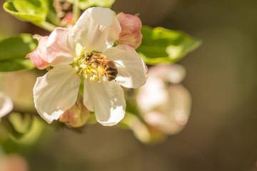 Blossoming apple tree garden in spring with bee