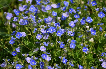 Obraz na płótnie Canvas Blue flowers