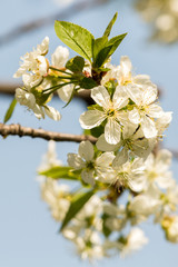 Obraz premium Blossoming apple tree garden in spring close up