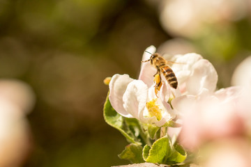 Blossoming apple tree garden in spring with bee