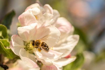 Blossoming apple tree garden in spring with bee