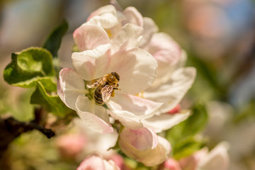 Blossoming apple tree garden in spring with bee