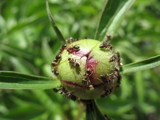 Ants on a flower bud.