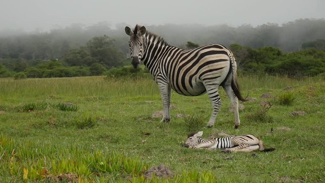 Close up profile shot of a baby zebra sleeping on the soft grass with its mother standing close by, watching over protectively. South Africa.