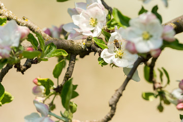 Blossoming apple tree garden in spring with bee