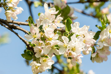 Blossoming apple tree garden in spring with bee