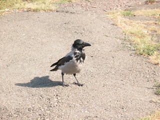 Gray crow on the asphalt.