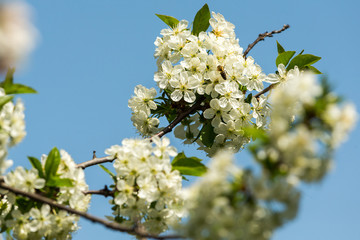 Blossoming apple tree garden in spring with bee