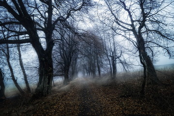 misty and dark  path in autumn