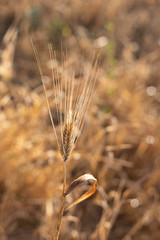 Ear of yellow ripe wheat close up on a blurred background