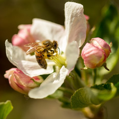 Blossoming apple tree garden in spring with bee