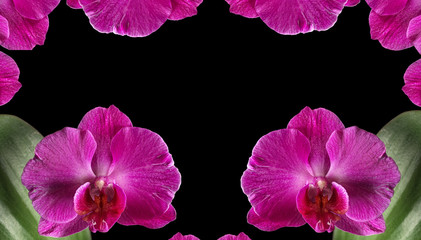 Fototapeta na wymiar two purple orchid flowers with leaves and petals on the edge of the frame, frame of purple orchid flowers and petals