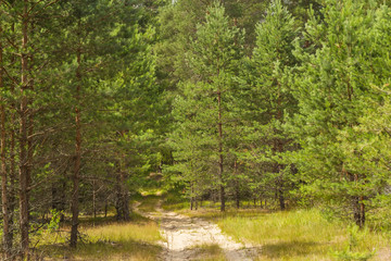 Young pine forest in sunlight