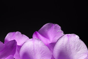 purple orchid petals at the bottom of the photo on a black background, purple orchid petals close up