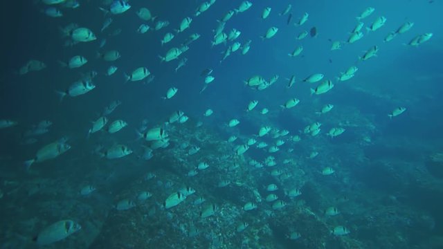 A huge school of sea bream fish swimming into the blue