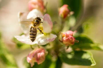 Blossoming apple tree garden in spring with bee