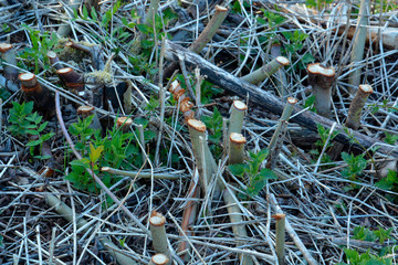 tree trunk with a fresh cut. The tree is cut almost to the root.