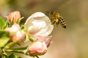 Blossoming apple tree garden in spring with bee