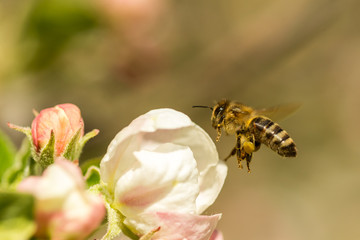 Blossoming apple tree garden in spring with bee