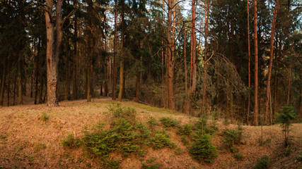 spring-summer hilly pine forest. beautiful panoramic landscape in the warm evening light of the setting sun