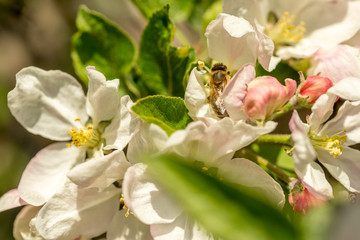 Obraz premium Blossoming apple tree garden in spring with bee