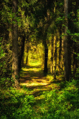 deserted abandoned road deep into the dense magical summer forest lit by sunlight