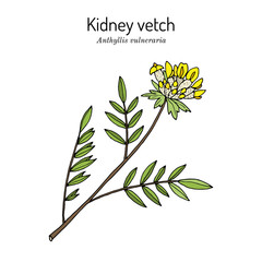 Kidney vetch, or woundwort anthyllis vulneraria , medicinal plant
