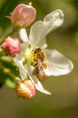 Blossoming apple tree garden in spring with bee