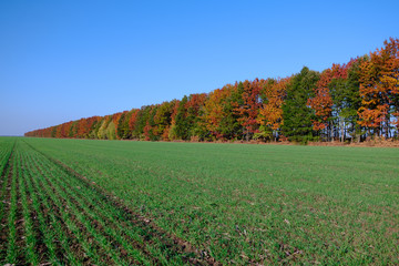 Green Wheat Field with Autumn Trees and Blue Sky  in the Background