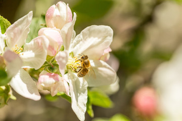 Naklejka na ściany i meble Blossoming apple tree garden in spring with bee