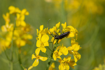 black beetle on a flower